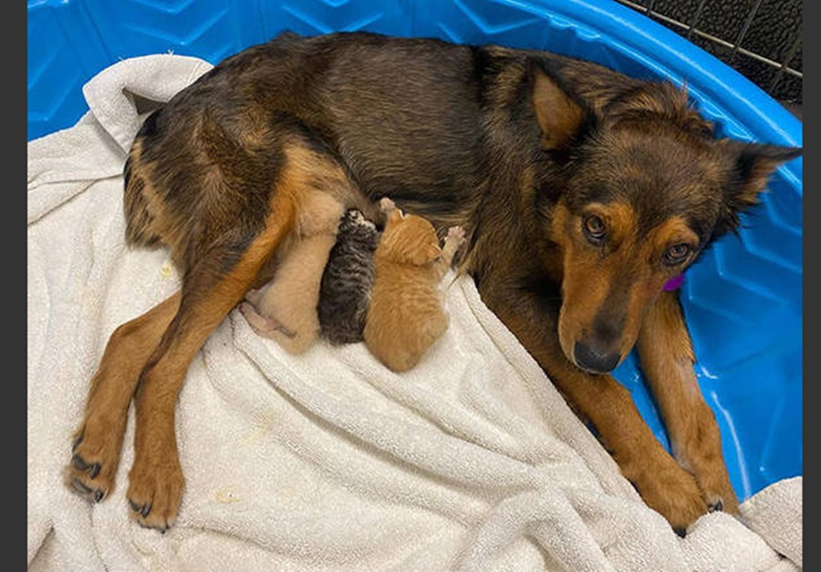 Imagem: CACHORRA Cachorra perde filhotes e 'adota' gatinhos órfãos