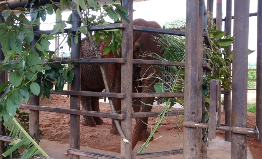 Imagem: santuario Mais um elefante chega ao santuário em Mato Grosso