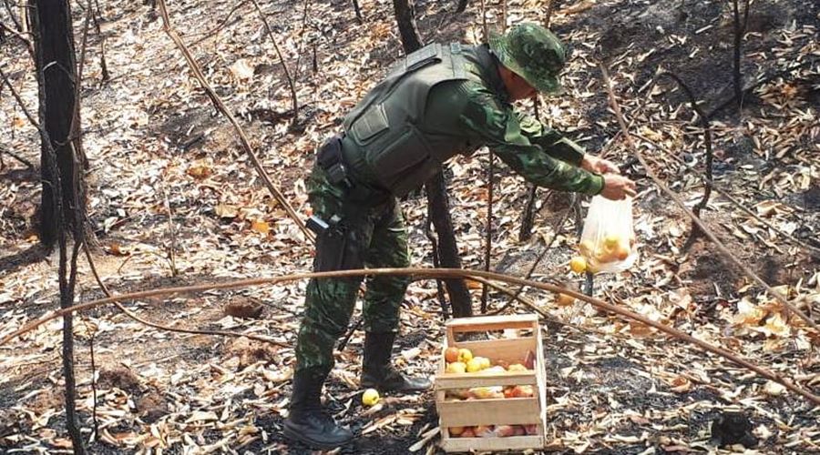 Imagem: Alimentos distribuido para os animais Juvam de Rondonópolis distribui alimentos para animais atingidos pelo fogo