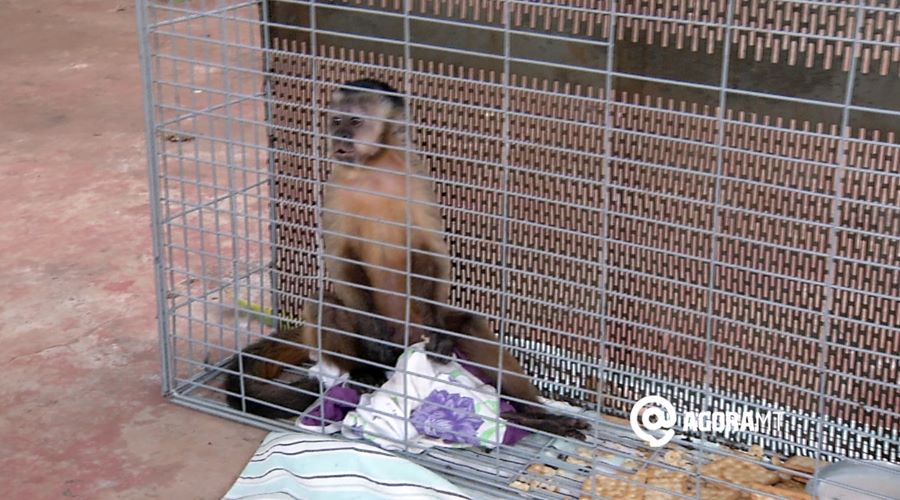 Imagem: Macaco em cativeiro e apreendido pela Policia Ambiental Ambiental ‘liberta’ macaco prego que era mantido em gaiola