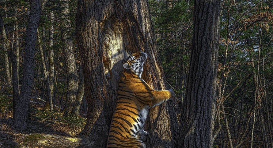 Imagem: ONCA Imagem de tigresa abraçando árvore vence concurso mundial de fotografia