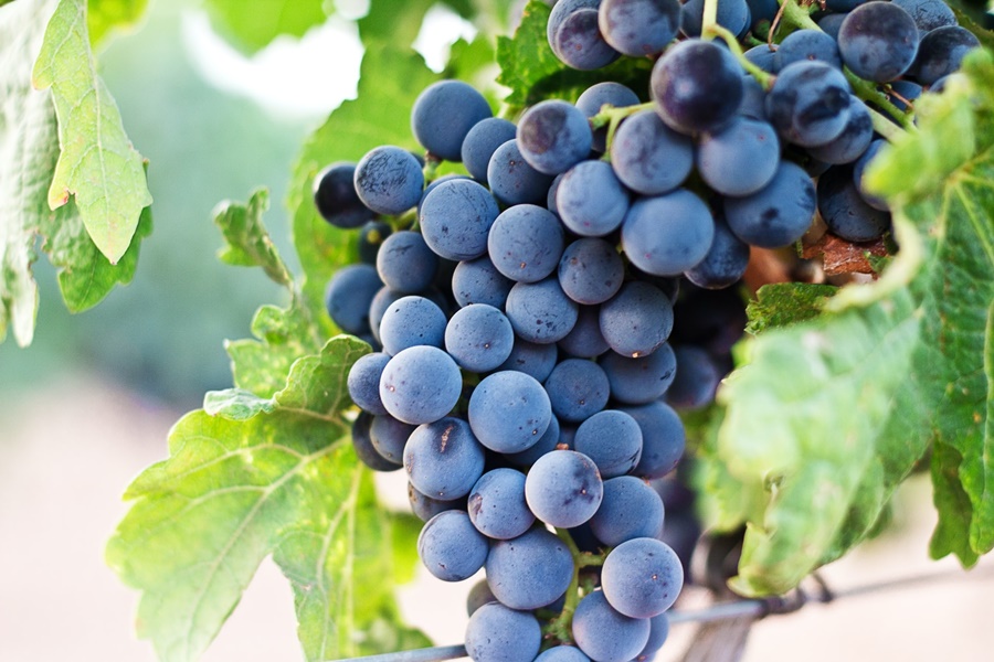 Imagem: uvas Beber vinho ou comer uvas: veja quais os benefícios de cada um
