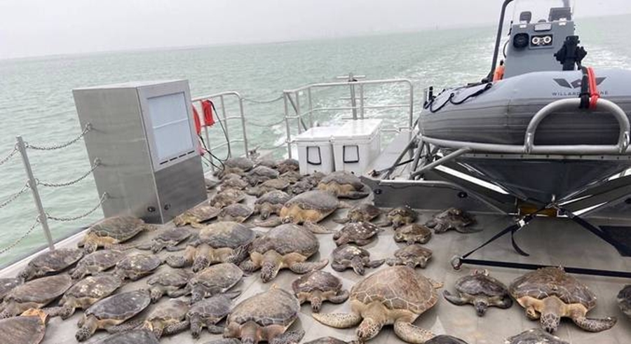 Imagem: cats 7 Tartarugas salvas do frio extremo no Texas voltam ao oceano
