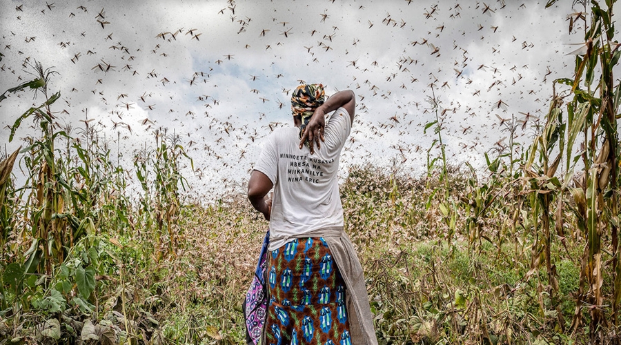 Imagem: quenia Quênia luta contra milhões de gafanhotos que devoram plantações