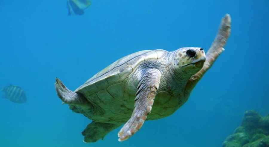 Imagem: tartaruga marinha Dezenove pessoas morrem após consumo de tartaruga