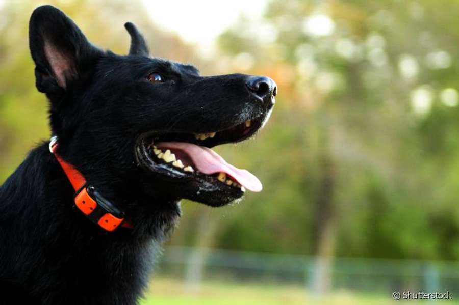 Imagem: cachorro com coleira Coleiras anti-latido que eletrocutam cães podem ser proibidas em MS