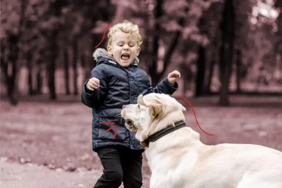 Imagem: mordida O que fazer quando a criança é mordida por um cachorro?