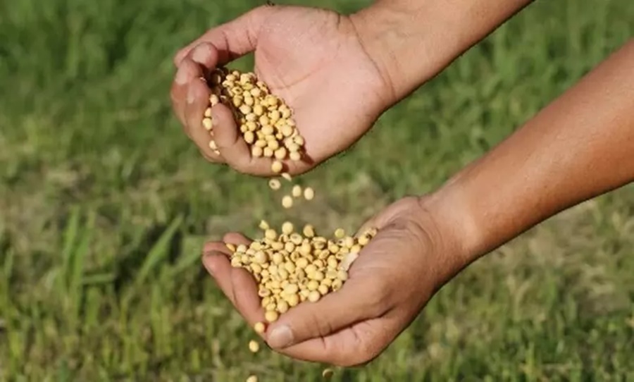 Imagem: Semeadura de soja Preço da saca da soja desaba de R$ 177,00 para R$ 172,00 em Rondonópolis
