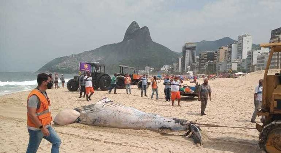 Imagem: baleia Corpo de baleia morta é recolhido na Praia do Leblon