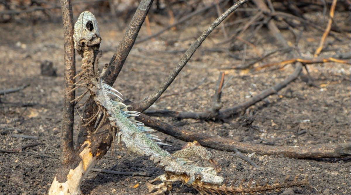 Imagem: queimada pantanal A pedido de Wellington, Senado instala na quarta Subcomissão do Pantanal
