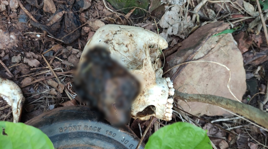 Imagem: Ossada encontrada em Dom Aquino Corpo decepado e em avançado estado de decomposição é localizado em propriedade rural