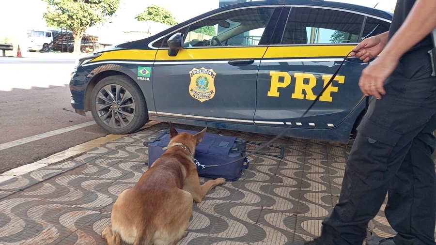 Imagem: apreensao PRF Em ação conjunta, PRF e PF apreendem cocaína transportada em bagageiro de ônibus