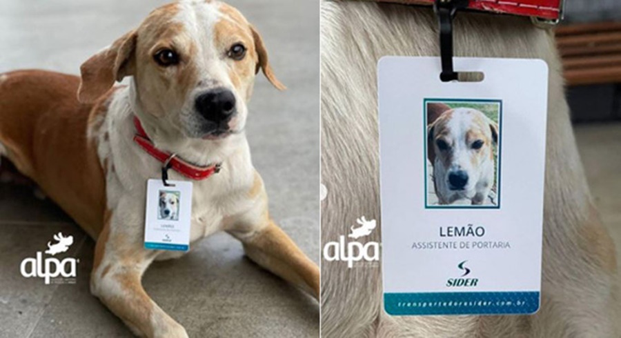 Imagem: Lemao Empresa contrata cão abandonado como assistente de portaria