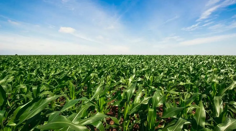 Imagem: Produtividade agropecuaria Brasil é líder na produtividade agropecuária global