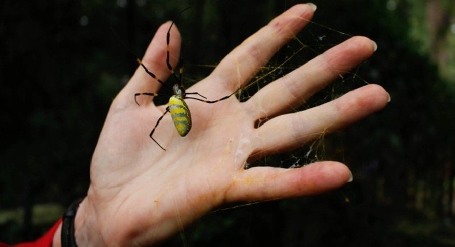 Imagem: aranha invasora Milhões de aranhas voadoras e venenosas infestam os EUA