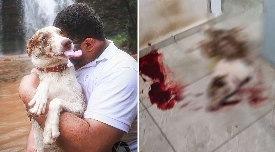 Imagem: cachorro jaciara morto Prefeita lamenta morte de pet e quer leis para regular fogos de artifício