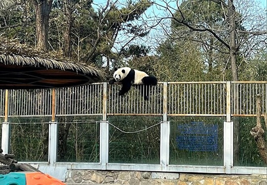 Imagem: pANDA Panda tenta escapar do zoológico mas desiste quando lhe oferecem comida; vídeo