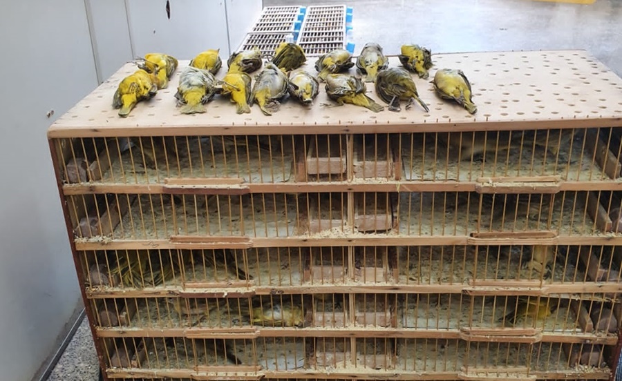 Imagem: AVES SILVESTRES Homem é preso transportando 200 aves silvestres em bagageiro de ônibus interestadual