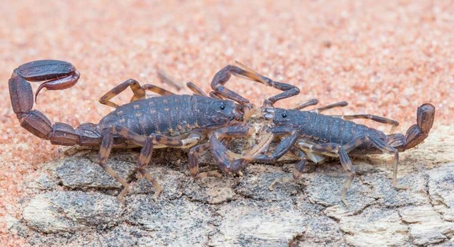Imagem: ESCORPIAO Brasil registra quase 150 mil casos de picada de escorpião em um ano