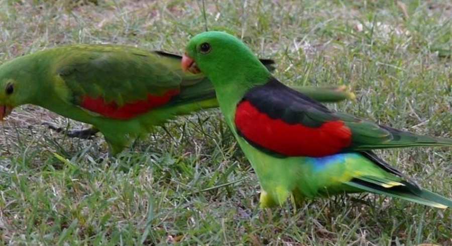 Imagem: PAPAGAIO Papagaios estão enfrentando uma onda de alcoolismo na Austrália