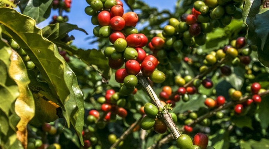 Imagem: Producao de cafe Produção de café deve atingir 55,7 milhões de sacas na safra de 2022