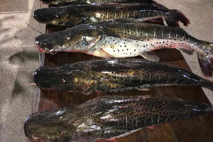 Imagem: pescado irregular rio paraguai 1 Mais de 95 quilos de pescado ilegal são apreendidos no Rio Paraguai