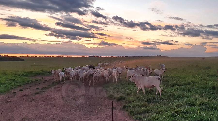 Imagem: gado boi boiada gado pecuaria Pecuária de MT quebra novo recorde e rebanho atinge 32,7 milhões de cabeças