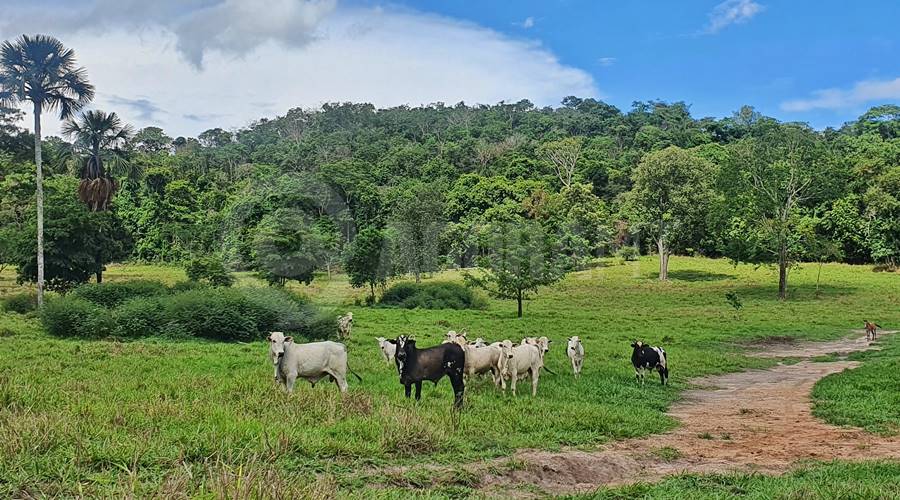 Imagem: pecuaria gado bovino boi fazenda rural foto vandreia Pecuária de MT quebra novo recorde e rebanho atinge 32,7 milhões de cabeças