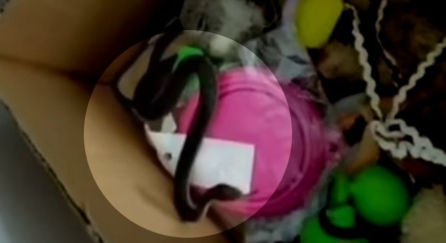 Imagem: serpente Serpente mais mortal da Austrália é removida de caixa de brinquedos