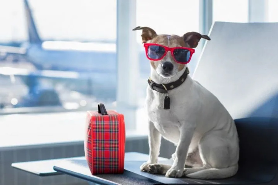 Imagem: viajem pet Conheça os cuidados que devem ser observados ao levar um pet para viajar de avião