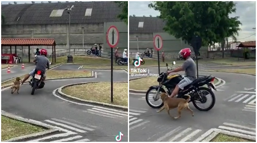 Imagem: caofessor Cachorro participa de aula prática correndo atrás de motociclista em motoescola; veja vídeo