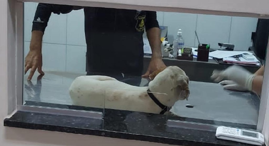 Imagem: Cachorro ferido recebendo atendimento veterinario Denúncias de maus-tratos contra animais são alvo de operação da Polícia Civil