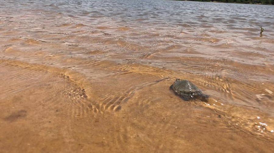 Imagem: Tartaruga no Parque Estadual do Araguaia Sema solta mais de 200 tartarugas resgatadas no Parque Estadual do Araguaia