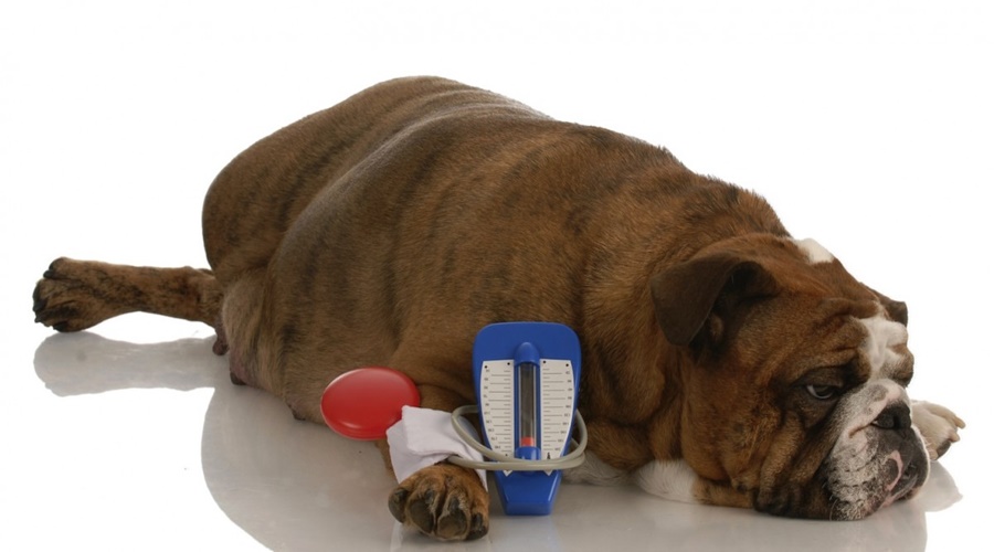 Imagem: Cachorro com diabetes Diabetes também acomete cães e o problema é sério; alerta especialista