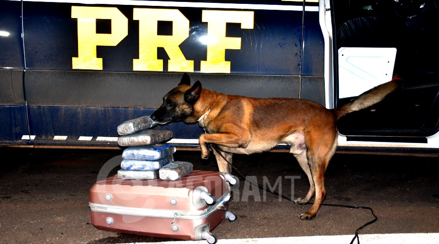 Imagem: Cao farejador com a droga apreendida Com auxílio de cão farejador, PRF apreende 'skunk' na BR-364