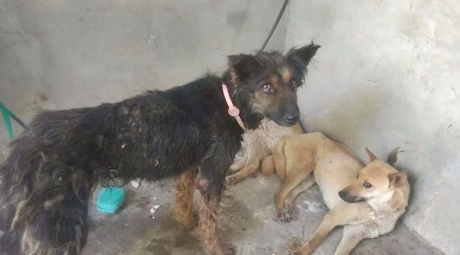 Imagem: cachorros resgatados de yulin 29062022143510104 ONG salva 386 cachorros que seriam sacrificados em festival de carne canina na China