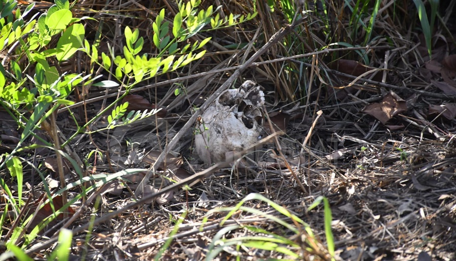 Imagem: cranio encontrado Pai e filho encontram ossada humana às margens da BR-163