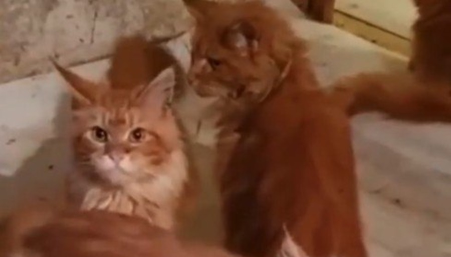 Imagem: gatos Mulher é comida pelos 20 gatos de estimação após morrer em casa