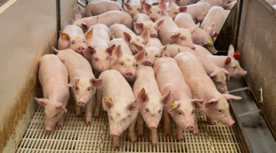 Imagem: porco Exportação de carne suína registra queda de 12,4%