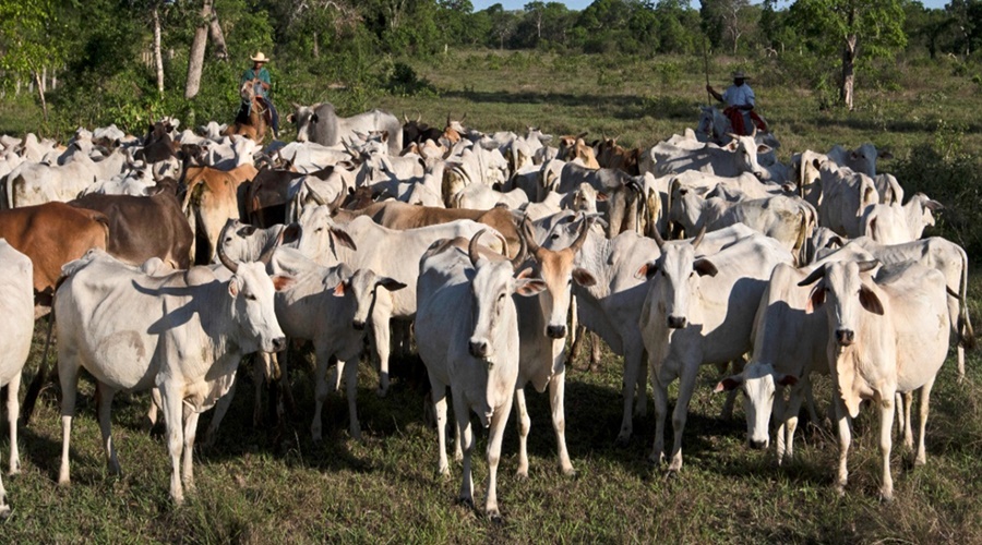 Imagem: 1 1 Lei do Pantanal é sancionada pelo Governo de Mato Grosso