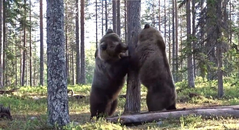 Imagem: treta ursos viral reddit Briga 'épica' de ursos gigantescos viraliza nas redes: 'a melhor de todos os tempos'