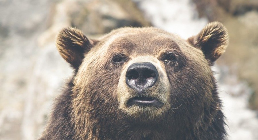 Imagem: URSO Funcionário de zoológico é espancado até a morte por urso faminto