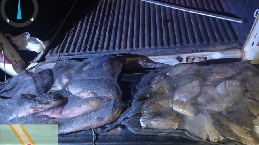 Imagem: peixes apreendidos Mais de 40 quilos de pescado ilegal é apreendido pela PM e Sema