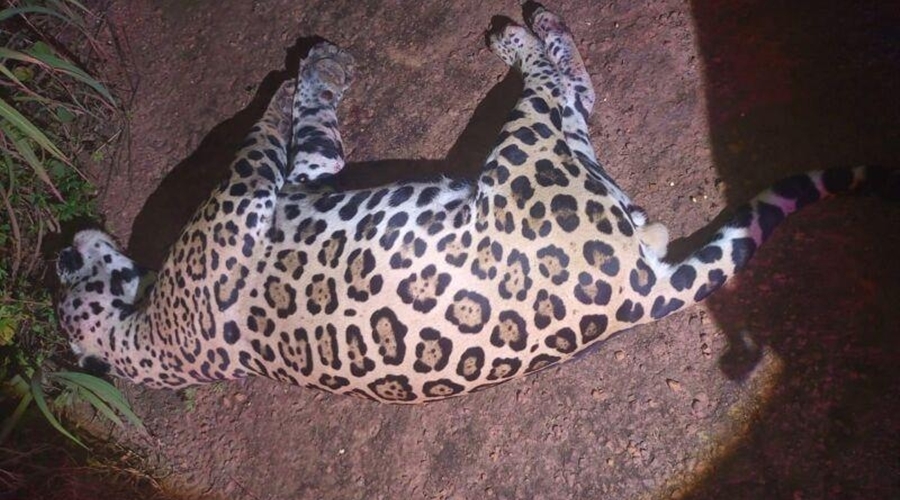 Imagem: ONCA Onça-pintada morre após ser encontrada com marcas de tiros e atropelamento
